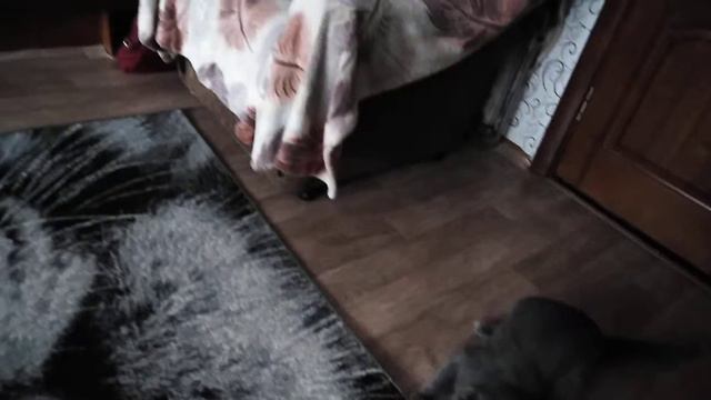 Мои котейки, игра с колбасой вместо мышки смотреть онлайн