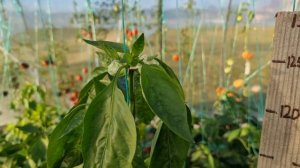 СИЛЬНО СЛАДКИЙ ПЕРЕЦ ПАЛЕРМО F1. ИНДИВИДУАЛЬНЫЙ ОБЗОР ПЕРЦА. УРОЖАЙНОСТЬ С КУСТА. ОТЗЫВЫ. Pepper.