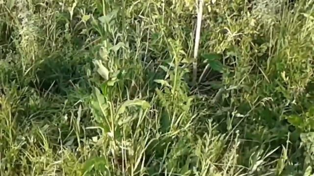 Лекарственное растение коровяк. Лечебные свойства и противопоказания смотреть онлайн