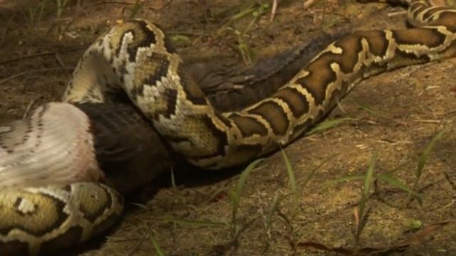 Giant Python Eats Alligator смотреть онлайн