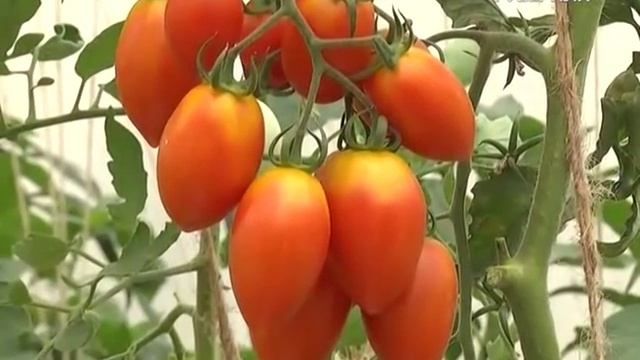 Дачные советы 25.08.2016. Рокамболь. Заболевания и вредители тепличных культур смотреть онлайн