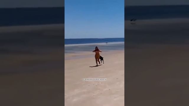 Однажды собака, баран и петух...))) смотреть онлайн