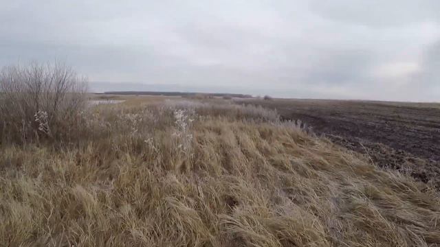 охота на зайца