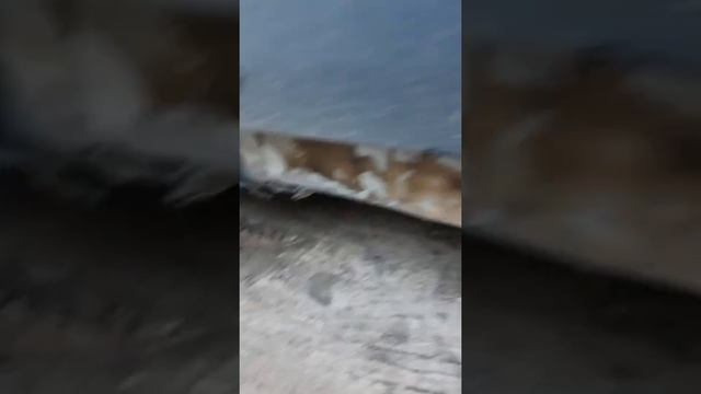 Ауди 80Б3 гнилуха. Что будет если не следить за авто? смотреть онлайн