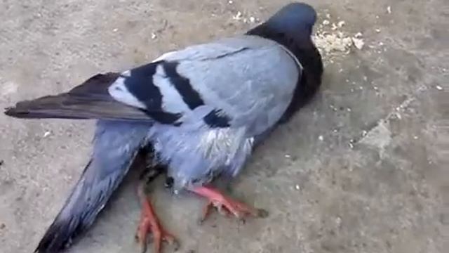 Жалко голубя, но он не сдается! смотреть онлайн