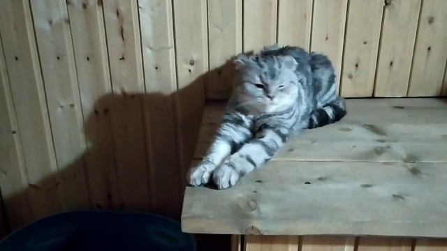 Не только люди любят баню...... смотреть онлайн