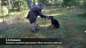 Доберман Бандит. Дрессировка. Обыск местности
