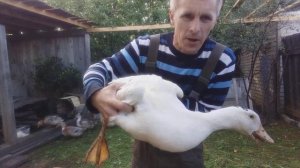 МУЛАРД-БРОЙЛЕРНАЯ УТКА 60-ДНЕЙ ВЗВЕШИВАНИЕ.