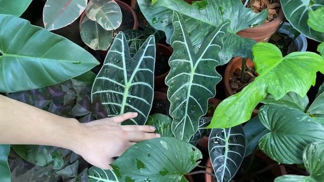 DIFFERENT VARIETIES OF ALOCASIA IN MY COLLECTION | ALOCASIA COLLECTION | GARDEN TOUR