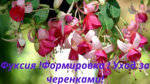 Фуксия Ампельная! Формирование растения! Черенкование! Укоренение черенков и уход за ними! Обзор!