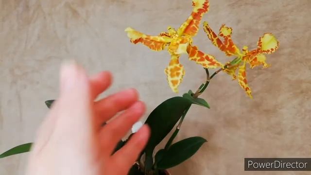 Цветение орхидеи Психопсис марипоза. Psychopsis Mariposa Special `Three lips` #psychopsismariposa смотреть онлайн