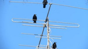 Рыбинск Птицы Грачи прилетели