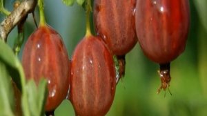 Крыжовник бесшипный — характеристики красных и черных сортов