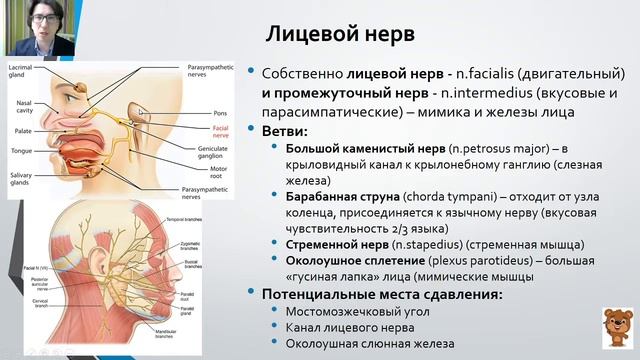 A2 10.1 Периферическая нервная система - морфофизиология, симптомы, методы смотреть онлайн