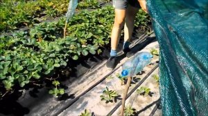 Как быстро и дешево установить затеняющую сетку над клубникой