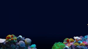 Prehistoric Sea Life 2 - Mosasaurus, Frilled Shark & More - The Kids' Picture Show