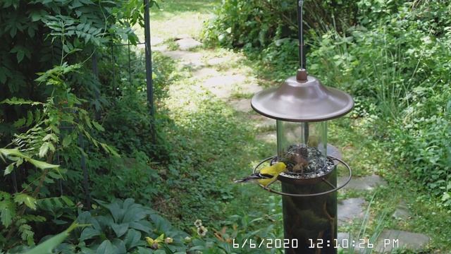 American Goldfinch (yellow), Carolina Chickadee (grey) смотреть онлайн