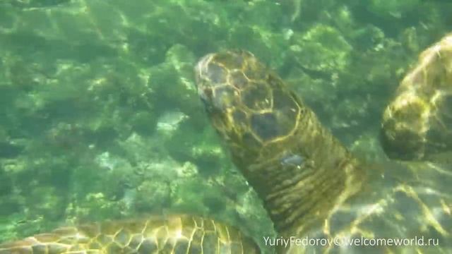 Гигантские морские черепахи на Галапагосах смотреть онлайн