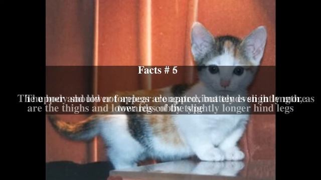 Skookum cat Top # 11 Facts смотреть онлайн