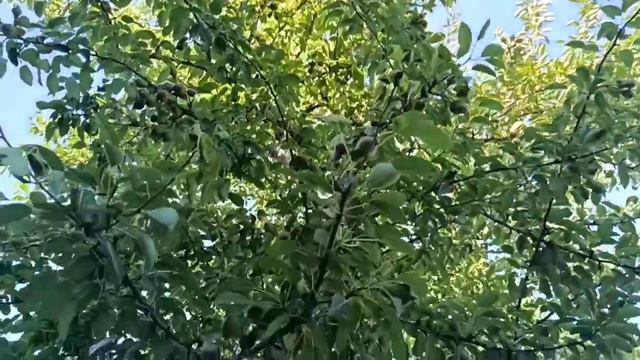 Хорошо в деревне летом!) смотреть онлайн