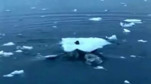 Касатки сбрасывают тюленя со льдины