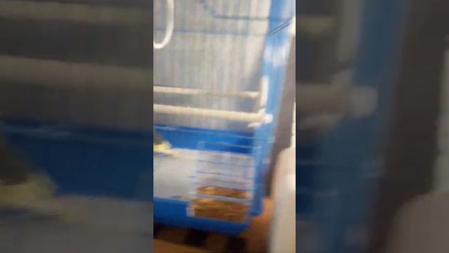 что можно кушать волнистым попугаем а что нельзя смотреть онлайн