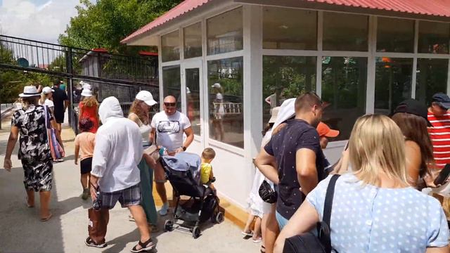 Львята🦁🤗 Тайган парк Львов👍 смотреть онлайн