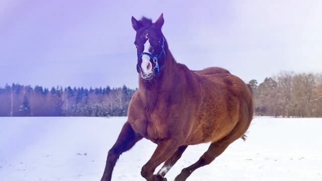 Tarot & Oracle Cards, Totem Power Animals & Shape Shifters смотреть онлайн