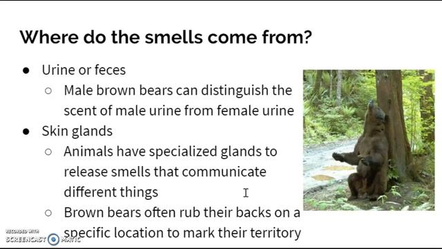 Olfactory Communication смотреть онлайн