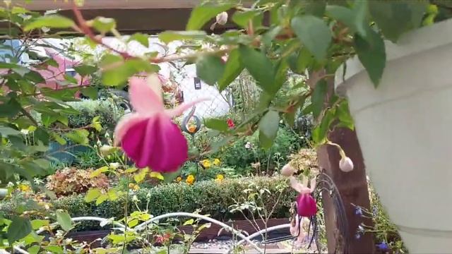 фуксии мои, цветение на 1 сентября, #фуксии # смотреть онлайн