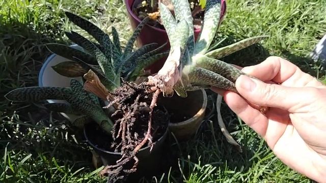 Субстрат для растений.Пересадка цветов с подоконника.Мучнистый червец и паутинный клещ . смотреть онлайн