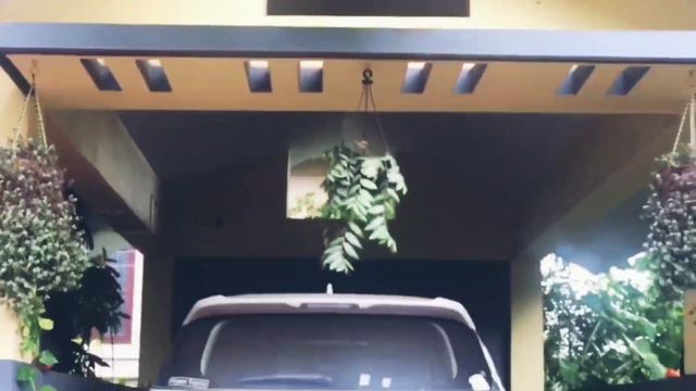 My hanging plant collection/turtle vine/susan vine/creeping charlie смотреть онлайн