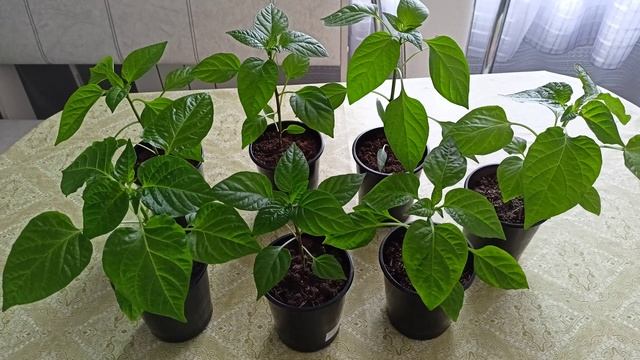 Рассада перца заболела!Как её спасти?м-н ДАЧА г.Каменск-Уральский 10.03.2023 смотреть онлайн