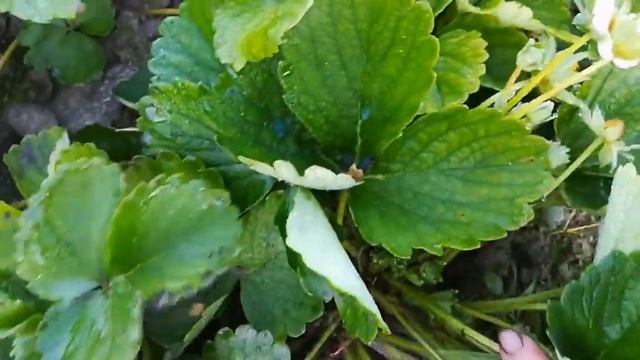 ВЕРИТИ- новый нейтрал из США смотреть онлайн