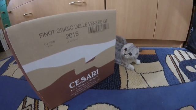 ?Котенку Хлое 5 мес. Подарок для Котенка Новая Игрушка - Мышка ? Смешное видео про кошек и котят смотреть онлайн