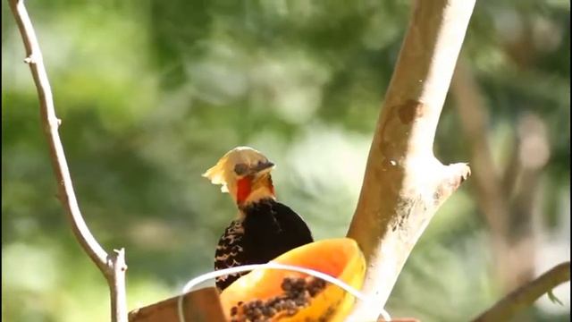Aves de Guapimirim смотреть онлайн