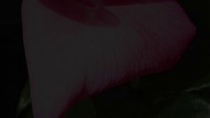 4K HDR - Rose Fragonard - Delbard - parfum exquis