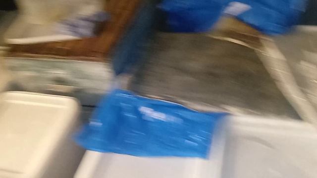 опорос свинки йоркшир, крытая хряком пьетрен. топим воск??? смотреть онлайн