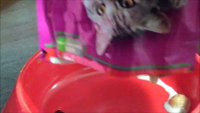 Реклама Whiskas