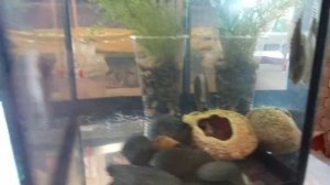 Псевдоскат Севилья. Мечты сбываются ?#аквариум #псевдоскаты#сомик