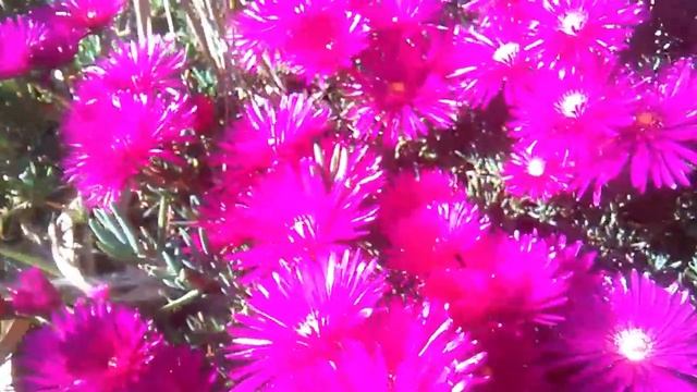 Lampranthus