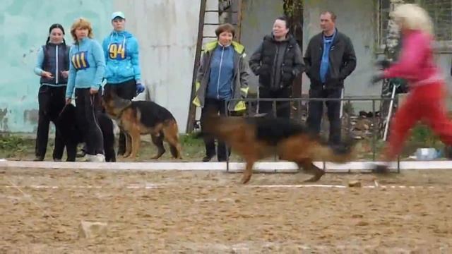 РАБОЧИЕ КОБЕЛИ ринг _ RussianSiegerZuchtSchau 2013 (1)