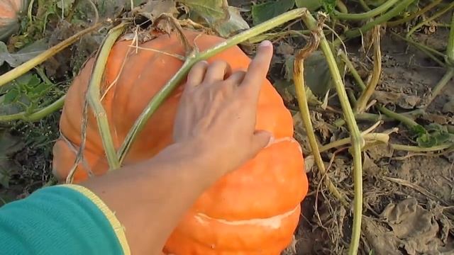 Тыква - сбор урожая смотреть онлайн