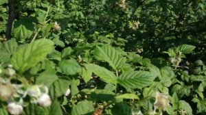 Малина Мария