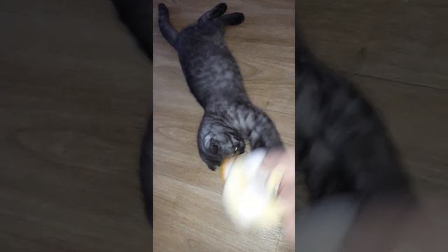 Наша радость! смотреть онлайн