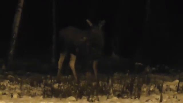 Лоси в закрытом городе. Северск смотреть онлайн