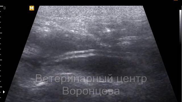 Гельминтоз у щенка смотреть онлайн