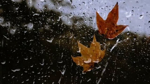 Autumn Rain: Serene Leaves Falling - Nature Relaxation ‑ 1 hr. #sleep #rainsounds смотреть онлайн
