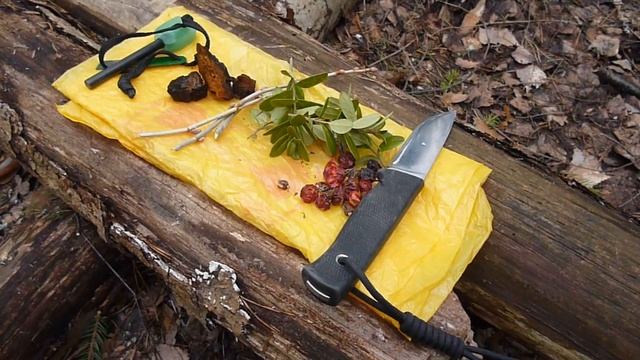 Берёзовый чай в весеннем лесу. смотреть онлайн