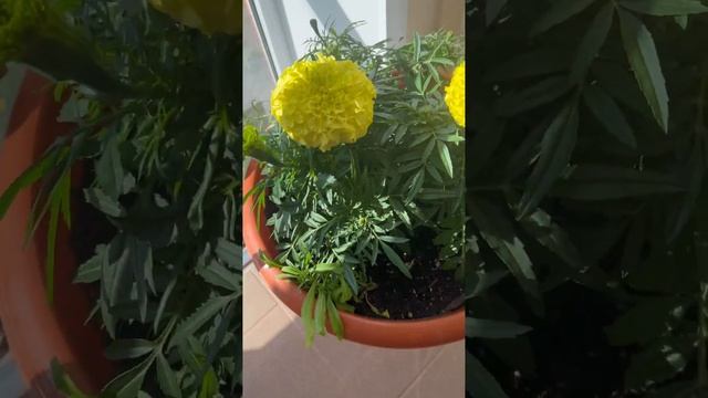 Бархатцы Антигуа смотреть онлайн